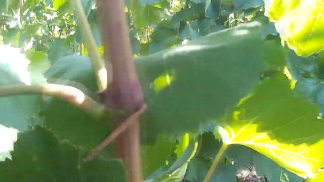 Как помочь вызреванию виноградной лозы. смотреть онлайн