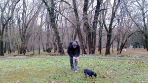 КАК РАЗЫГРАТЬ СОБАКУ  КАК НАУЧИТЬ СОБАКУ ПРИНОСИТЬ ИГРУШКУ КАК ИГРАТЬ С  СОБАКОЙ ДРЕССИРОВКА СОБАК