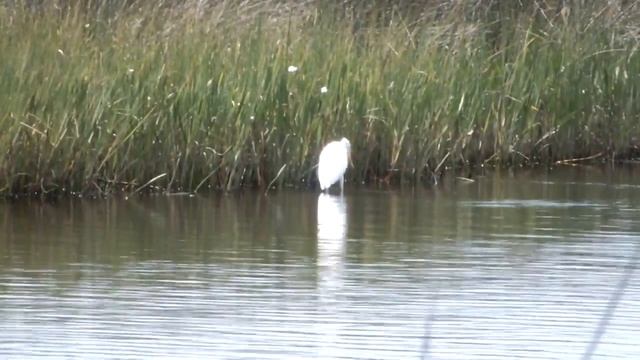 Great White Egret FISHING at max zoom Fuji HS25EXR held on tree as brace 720p смотреть онлайн
