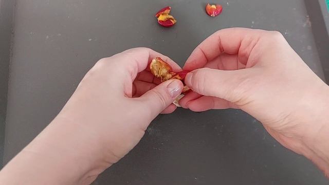 Clivia seeds|Клівія|Кливия|Долгожданные семенные коробочки!🥳 смотреть онлайн