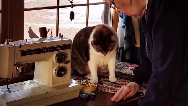 Cat messing Mom's sewing needles! смотреть онлайн