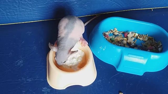 Малыш декоративной крысы сфинкс дамбо. смотреть онлайн
