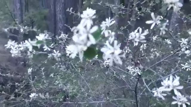 El Guillomo (Villarejo)Amelanchier Ovalis смотреть онлайн