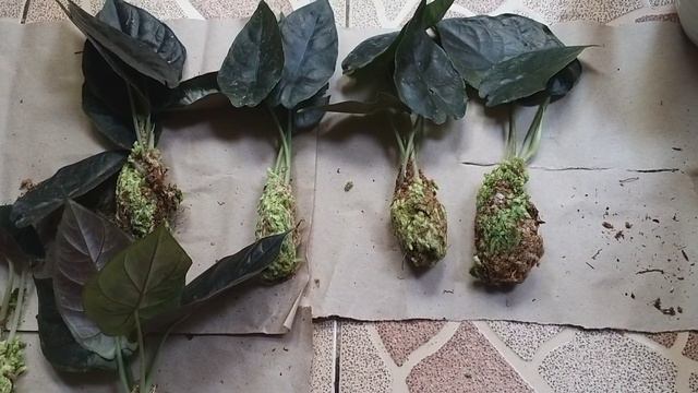 UNBOXING ALOCASIA INFERNALIS