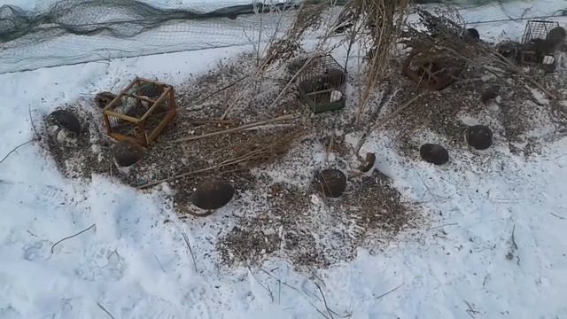 Прогулка птицелова(чтобы дома не сидеть в прекрасную погоду!) смотреть онлайн