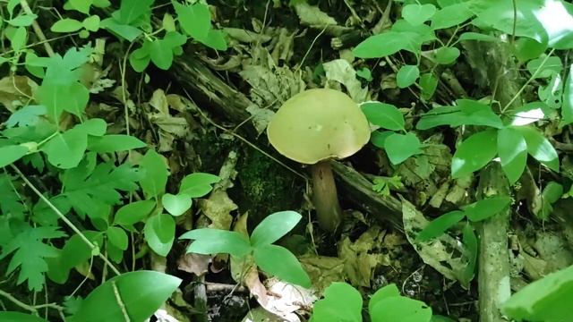Поездка в лес по грибы Повезло на БЕЛЫЕ и ДУБОВИКИ. Лесная пасека. смотреть онлайн