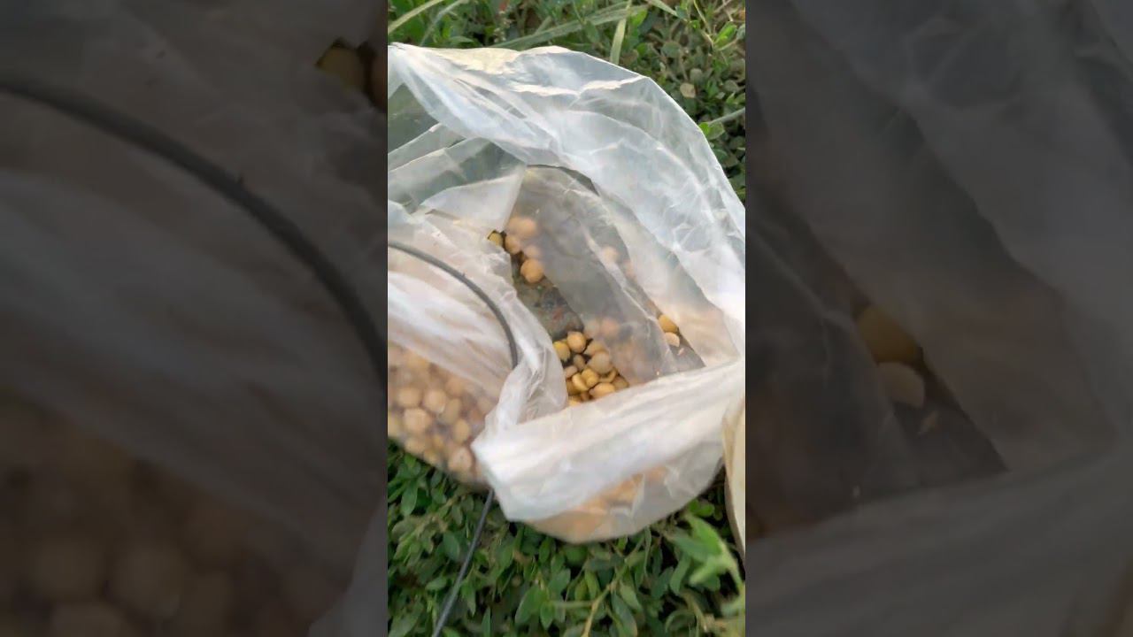 Универсальная насадка ловит все #рыбалка #fishing #ловлясазана смотреть онлайн