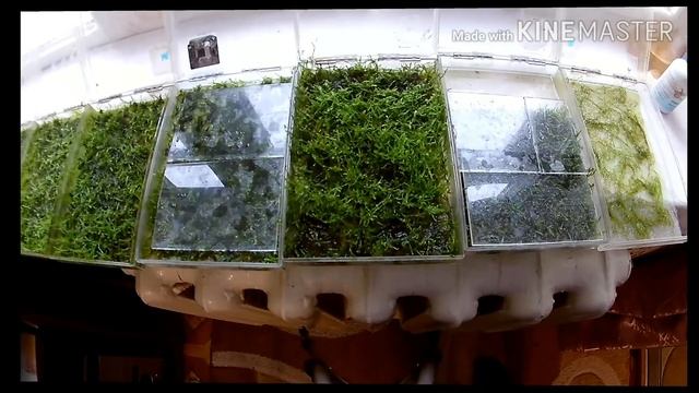 Яванский мох выращивание на подоконнике / Java moss growing on a windowsill смотреть онлайн