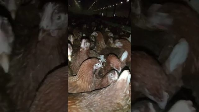 Несушки Молодки Красные Родониты смотреть онлайн