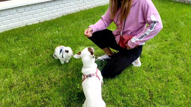 Saco de paseo a mi conejo Lucky - miperritacharlotte MPC смотреть онлайн