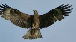 Чёрный коршун. Птица которая умеет летать