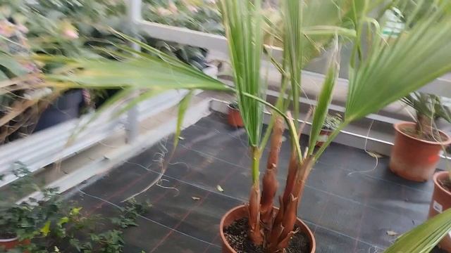 Германия, весенние цветы в холодной оранжереи. Виды примул. смотреть онлайн