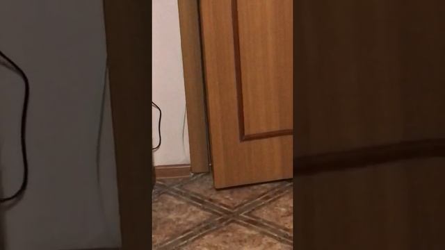 Шотландский вислоухий черный котенок прячется за дверью смотреть онлайн