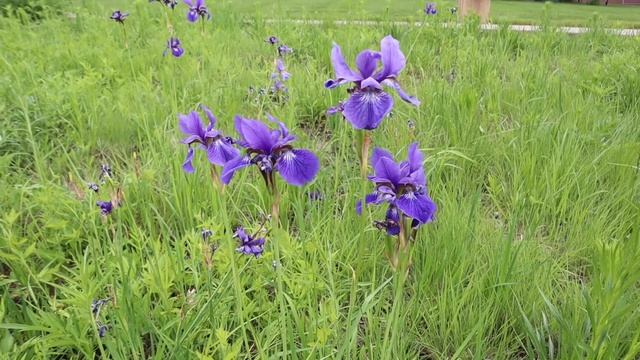 Американский средний запад