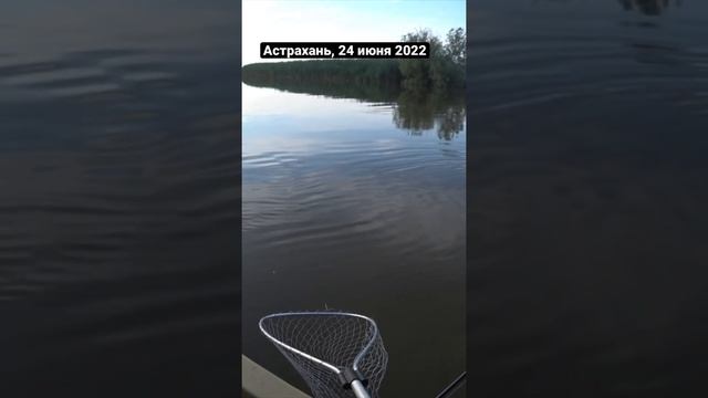 Рыбалка в Астрахани. Ловим сома на лягушку смотреть онлайн