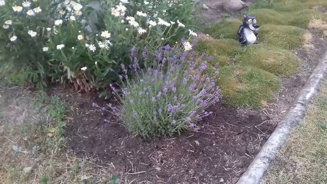 Лаванда на моем участке смотреть онлайн