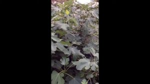 Выращивание инжира в Подмосковье 2017