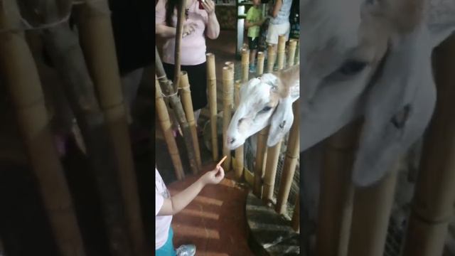 Алиса идет в океанариум, пингвинарий, контактный зоопарк и другое) смотреть онлайн