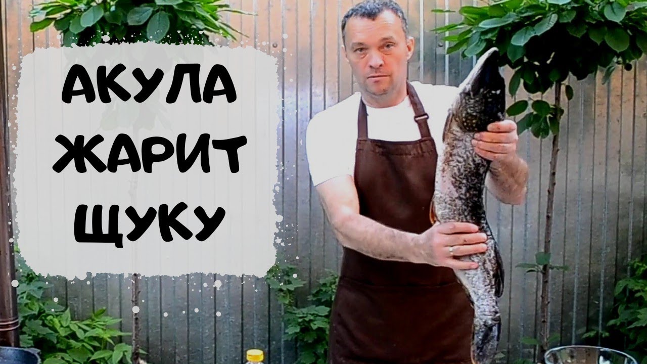 Акула жарит огромную щуку #мужчинаготовит смотреть онлайн
