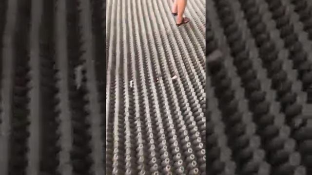 Разводня петушков . Breeding Betta Breeding Point