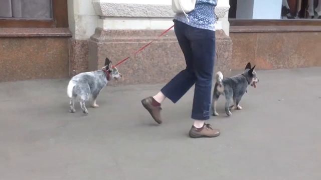 Картье не прокатило смотреть онлайн