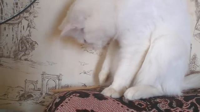 Беруся играет с кисточкой / Белая кошка \Life Berusi смотреть онлайн