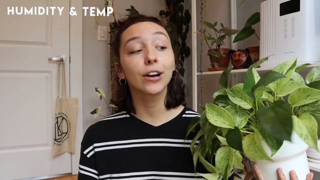 COMPLETE EPIPREMNUM GUIDE | pothos and pinnatum plant care + propagation tips смотреть онлайн
