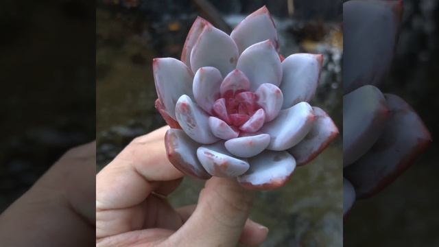 Echeveria Trumso