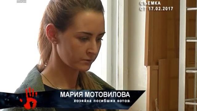 Суд не оправдал мужчину, который выкинул из окна двух котов бывшей супруги смотреть онлайн