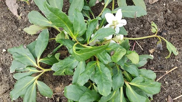 🌼🌸Новосел на моей даче, морозник черный🍀