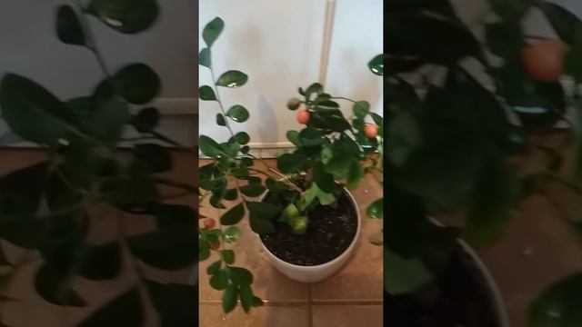 Муррайя - экзотическое, ароматное и полезное растение. смотреть онлайн