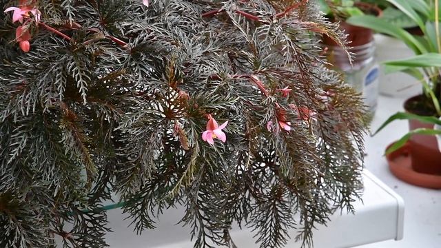 Бегония Bipinnatifida смотреть онлайн