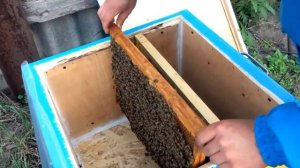 Улей из фанеры своими руками. Простой и не дорогой.