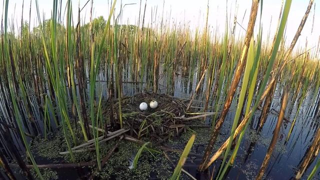 Колония чомг 160503 4k Новомичуринск 160510 GP3 гнездо с расклеванными яйцами смотреть онлайн