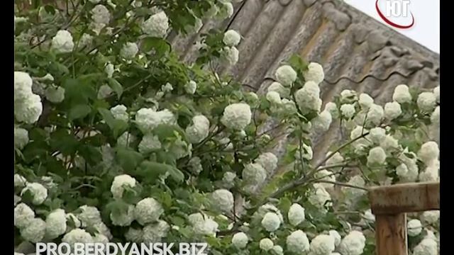 БЕРДЯНСК 2016 УБИЙСТВО 2016 05 17 смотреть онлайн