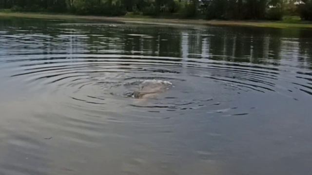 Вечернее купание на реке смотреть онлайн