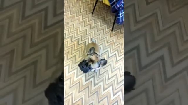 Французский бульдог делает зайку смотреть онлайн