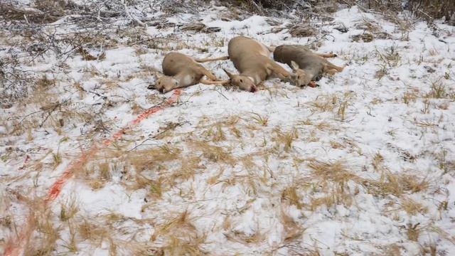 Охота на сибирскую косулю. Коза чуть не затоптала меня смотреть онлайн