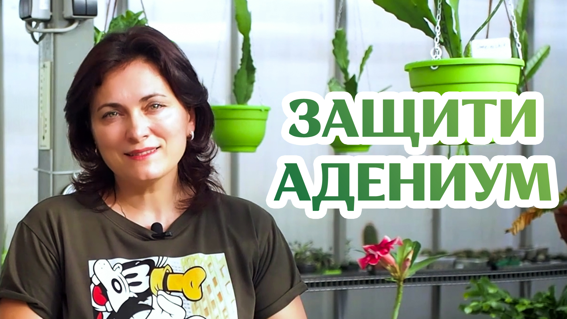 Как Защитить Адениум От Вредителей