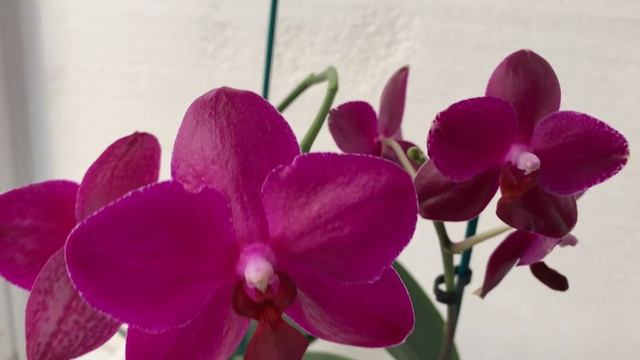 Phal. Sogo Grape, P. Sogo Relex и Phal. Mituo King 'Big Pink' Сравнение трех самых розовых орхидей смотреть онлайн