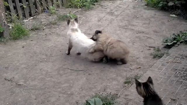 Борьба собаки и кота смотреть онлайн