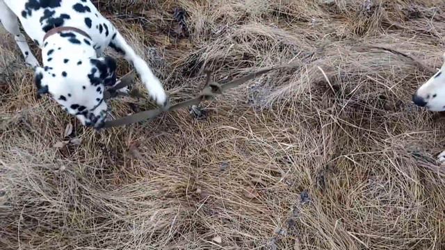 ДАЛМАТИНЦЫ