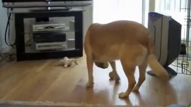 Собака мячикоулыбака смотреть онлайн