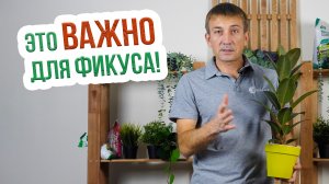 Как правильно ухаживать за фикусом каучуконосным? Удобрения для фикуса каучуконосного