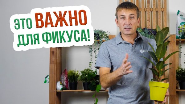 Как правильно ухаживать за фикусом каучуконосным? Удобрения для фикуса каучуконосного