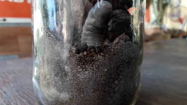 личинка майского жука зарывается в землю смотреть онлайн
