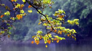 Нежный шум дождя с громом для сна и учебы - 1 час релакса