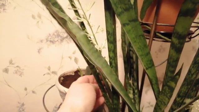 Чудо. Необыкновенно. смотреть онлайн