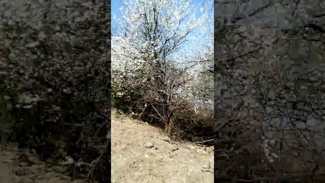 деревья цветут весной смотреть онлайн