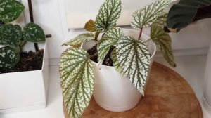 Комнатные растения Бегония серебристая